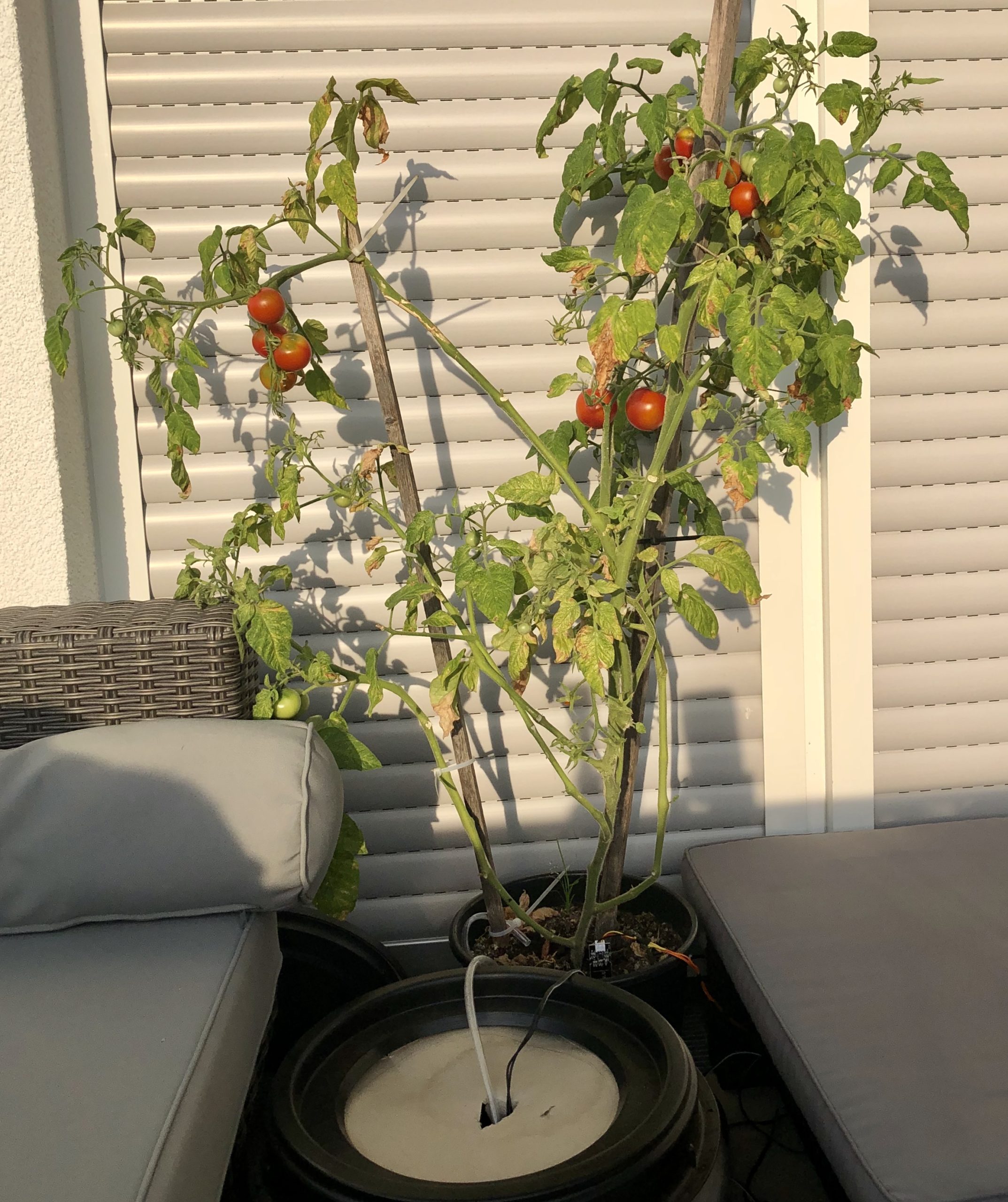 Smarte Tomate – Gießen über’s WLAN